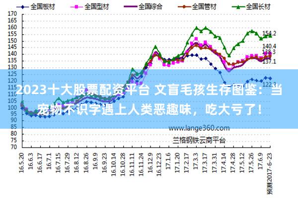 2023十大股票配资平台 文盲毛孩生存图鉴：当宠物不识字遇上人类恶趣味，吃大亏了！