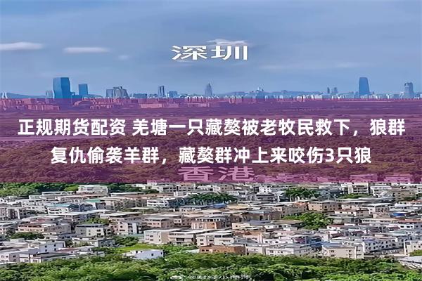 正规期货配资 羌塘一只藏獒被老牧民救下，狼群复仇偷袭羊群，藏獒群冲上来咬伤3只狼