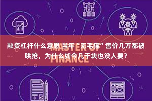 融资杠杆什么意思 当年“无毛猫”售价几万都被哄抢，为什么如今几千块也没人要？