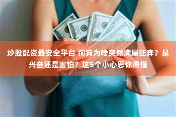 炒股配资最安全平台 狗狗为啥突然满屋狂奔？是兴奋还是害怕？这5个小心思你得懂